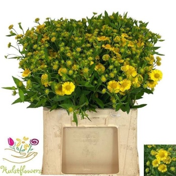 product/img.floraplaza.nl/13579-60-LIVE_fotos-0x1BE0EEFEE0DFB7E1487FBDF7250CDD36DEFE32B2.jpg