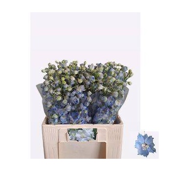 product/img.floraplaza.nl/13605-60-LIVE_fotos-0x389A08A88B184668AEC46888DA20F0D4638A0E3B.jpg product/img.floraplaza.nl/13605-60-LIVE_fotos-0x389A08A88B184668AEC46888DA20F0D4638A0E3B.jpg