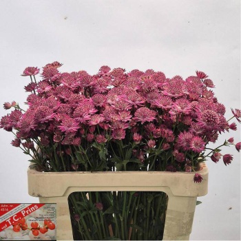product/img.floraplaza.nl/13674-55-LIVE_fotos-0xD16AD4CA49C06BB9BC3FE69BCC739B727324E9D1.jpg