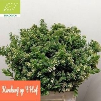 product/img.floraplaza.nl/13757-50-LIVE_fotos-0xDFCB103C20CDBA80FE48145765EBB65443DAA534.jpg