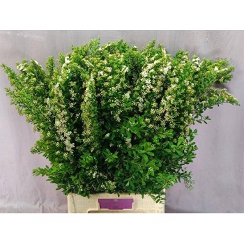 product/img.floraplaza.nl/13757-80-LIVE_fotos-0xE51B5C4A06BD1911D3768BA2EBE0282D1ADB8EF5.jpg