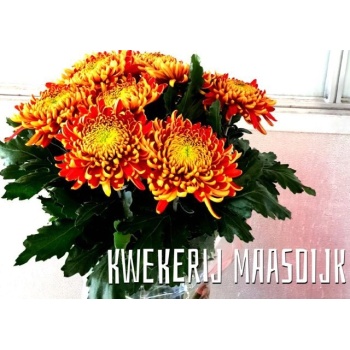 product/img.floraplaza.nl/1378-85-LIVE_fotos-0x2C0A1B86DD48C7827EDC2293E1C964BCFF2F16F5.jpg
