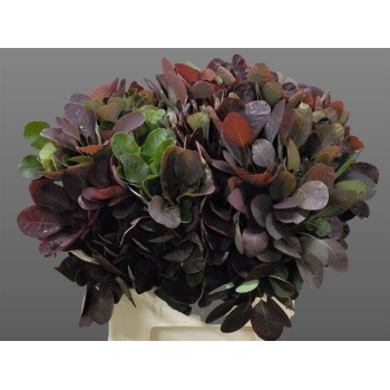 product/img.floraplaza.nl/1383-40-LIVE_fotos-0xF64EB8A0C25AE48961A2D801A76D04E7967A7E8C.jpg