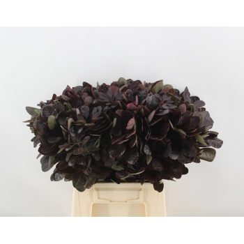 product/img.floraplaza.nl/1383-50-LIVE_fotos-0xA01E08D8654BA9D4123316E65903FBE2F73420E9.jpg product/img.floraplaza.nl/1383-50-LIVE_fotos-0xA01E08D8654BA9D4123316E65903FBE2F73420E9.jpg