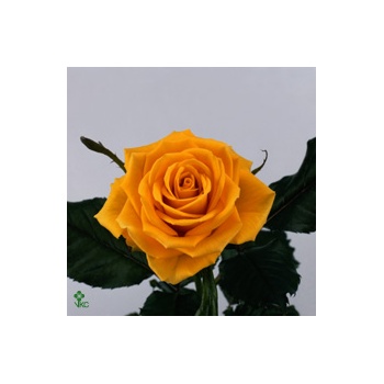 product/img.floraplaza.nl/13972-40U-ART_fotos-VBN-vbn13972.jpg