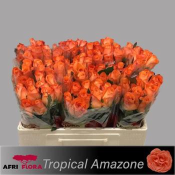 product/img.floraplaza.nl/13990-50-AFRI-LIVE_fotos-0x3188D15A4EC6415BADA0F018A248A53166667DA2.jpg