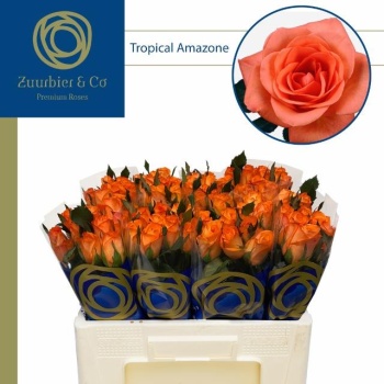 product/img.floraplaza.nl/13990-50-AFRI-LIVE_fotos-0x6BF8D6F33D4E86C278A89A15BD173FA9A6C86D4F.jpg