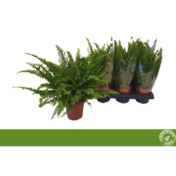 product/img.floraplaza.nl/14016-12-LIVE_fotos-0xE25FE5D86393BDA62AD057D9EEE1A589D9642A5A.jpg