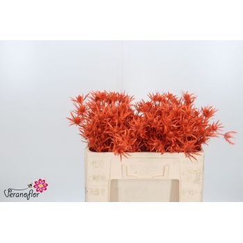 product/img.floraplaza.nl/14140-50ORANGE-LIVE_fotos-0xCF7D0FFDE0EC5516EB82B3C858D7BEE854BB4138.jpg
