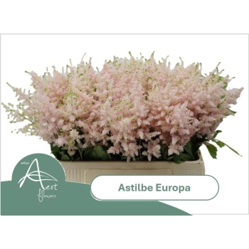 product/img.floraplaza.nl/1427-55-LIVE_fotos-0xF6039F06724E7454208D7CFF3DAA4233290B8A4E.jpg
