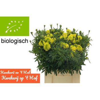 product/img.floraplaza.nl/14646-70-LIVE_fotos-0x3477E740C93872DE50F1B3777CE6AB43933AE403.jpg