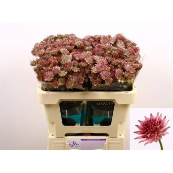product/img.floraplaza.nl/14751-50-LIVE_fotos-0xF6A88F26CBD0D1DA20A74541F83942A71D169F2D.jpg