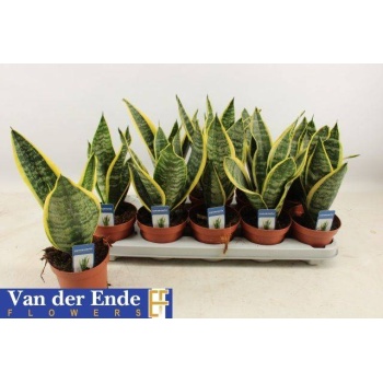 product/img.floraplaza.nl/14994-12-LIVE_fotos-0x623FB854EFCDCCADC48266F8F519EFFE3D566A22.jpg