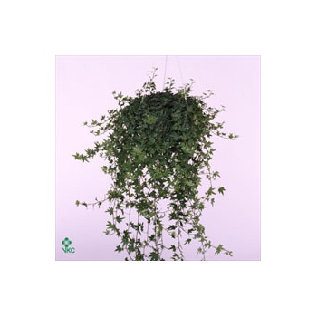 product/img.floraplaza.nl/15043-13-ART_Fotos-VBN-vbn15043.jpg