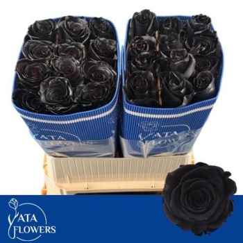 product/img.floraplaza.nl/15126-70BLACK-LIVE_fotos-0x06B6533B3ABD4409DF9AC6834720EE1C8D4A0CA6.jpg