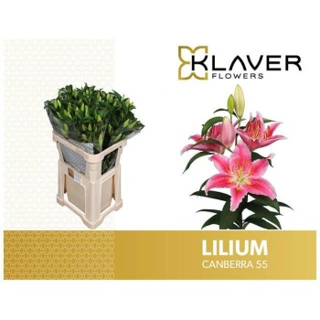 product/img.floraplaza.nl/15142-90-LIVE_fotos-0x5BE6DD077BBE867AF8D3938CE39BE7BBD9A3EBE2.jpg