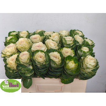 product/img.floraplaza.nl/15155-50-LIVE_fotos-0x2DCA51FCEDDFA0D1F3EEE44A582FD8F46C751872.jpg