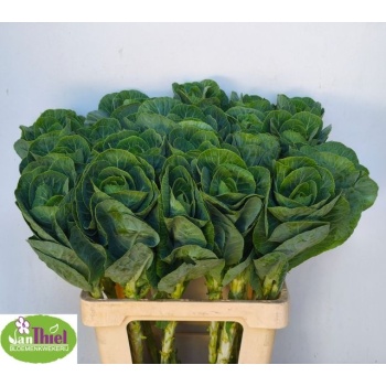 product/img.floraplaza.nl/15155-60-LIVE_fotos-0x9C2BF72BCC97104B9187BC29A7D577EEE699694E.jpg