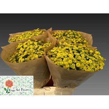 product/img.floraplaza.nl/15180-60-LIVE_fotos-0x322EEFCEEC02D9882FCA62EC0F47FE7BCE7C8B64.jpg