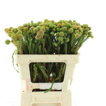 product/img.floraplaza.nl/15440-50-LIVE_fotos-0x063B2BB090BE6E483D3B6AA9692E69B270E70A7C.jpg