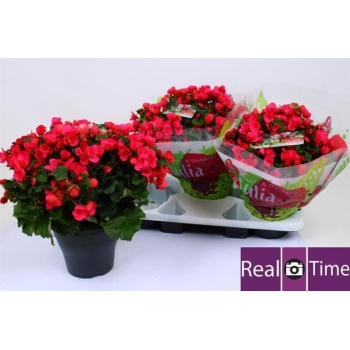 product/img.floraplaza.nl/15491-19-LIVE_fotos-0xD8D7C57BB14161934CE5EE486B00B6B09435A8C1.jpg