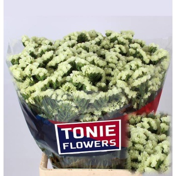 product/img.floraplaza.nl/15622-60-LIVE_fotos-0xC9A737F66C76A30B6E35853A87D5FF1A5DF9AB21.jpg