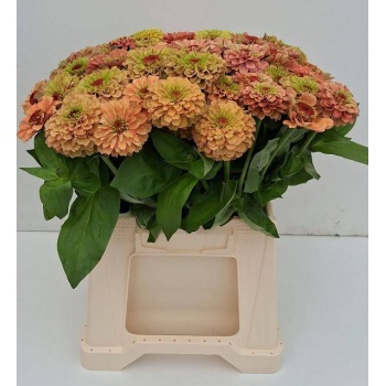 product/img.floraplaza.nl/15627-40-LIVE_fotos-0xCD7637CE9D4247A65A33AF424597A9FC15AF97E8.jpg