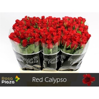 product/img.floraplaza.nl/15943-60-ROSA-LIVE_fotos-0x429137AD3847EF7BDFEAD99B81654D5EDAF294ED.jpg