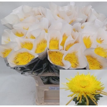 product/img.floraplaza.nl/16023-85G-LIVE_fotos-0xF29BE142D29D988CFFE7E156FA646B7A8F4EEA5E.jpg