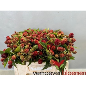 product/img.floraplaza.nl/16083-35-LIVE_fotos-0x71D93D3939327AEC1CBA5C5738A4A75F06FCFE9D.jpg