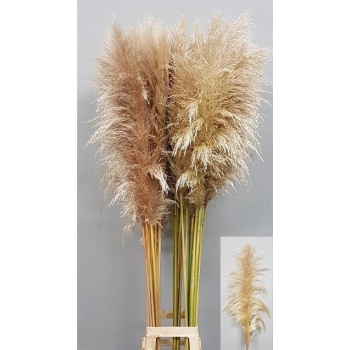 product/img.floraplaza.nl/165-180-LIVE_fotos-0xB50B17FC64E9F92C0FBEC778CF38E91697693C03.jpg