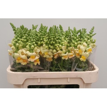 product/img.floraplaza.nl/16741-75-LIVE_fotos-0x0FF3A4DD11F2F055E09FE9ECA5CED5530AAEBBFE.jpg