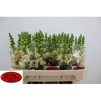 product/img.floraplaza.nl/16741-75-LIVE_fotos-0xDB0C21A3260AC5495DE2F1DB02BDB968810032FC.jpg