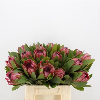 product/img.floraplaza.nl/16975-40-LIVE_fotos-0xED719C3D1DE0B89E03CC70D3F524DD7BAE868855.jpg