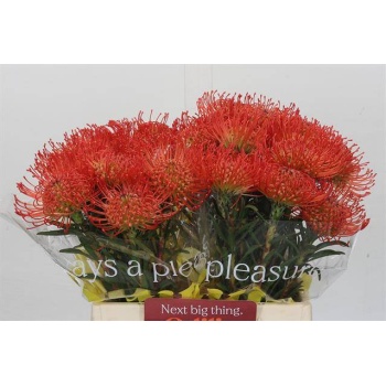 product/img.floraplaza.nl/16977-45-LIVE_fotos-0x49344637EBF24CB08F5F08D692FFC9AFD457CE7A.jpg