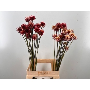 product/img.floraplaza.nl/1702-70-LIVE_fotos-0x4111FA68F1FFEC0A4133B7BA4F84FEE5BF3B176C.jpg