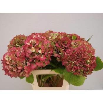 product/img.floraplaza.nl/17025-60-LIVE_fotos-0x7C947DF713DDB8CCD5F75BBA4EAA4140A11D6426.jpg