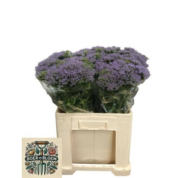 product/img.floraplaza.nl/17069-60-LIVE_fotos-0xFD7C0622293A88AD153132464241303D9282CDF9.jpg