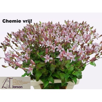 product/img.floraplaza.nl/1709-70-LIVE_fotos-0x6A49BD0F8011C6FD9EFCAB0B8A660DB44CCA54A9.jpg