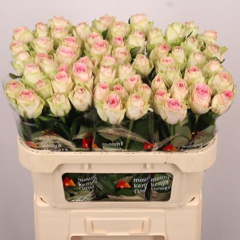 product/img.floraplaza.nl/17126-70-LIVE_fotos-0x959775FF2037CF9D1D3EB8917F74BB90344E64BF.jpg