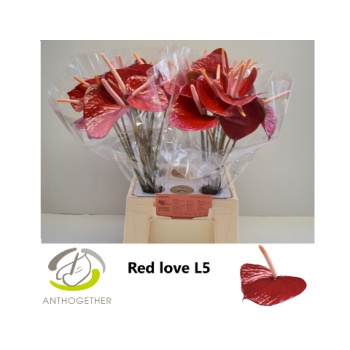 product/img.floraplaza.nl/17142-LIVE_fotos-0xBE6C63D5D4B0148545EDDF1671E48045C7D4C483.jpg