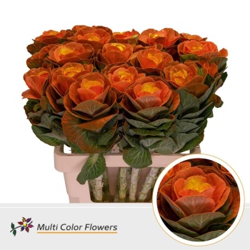 product/img.floraplaza.nl/17351-60ORANGE-LIVE_fotos-0x78913E3D62D0283A9C139C94B71D37BFD5879DE5.jpg