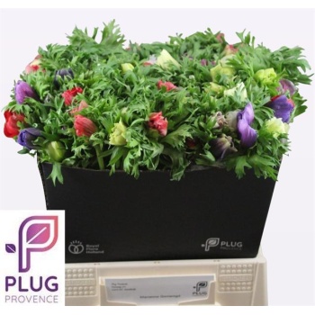 product/img.floraplaza.nl/17374-45-LIVE_fotos-0xCBC751CDEF3217A91F26CDCB879DD0603D9AB969.jpg