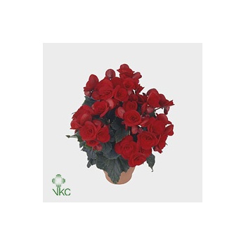 product/img.floraplaza.nl/17429-14-ART_Fotos-VBN-vbn17429.jpg