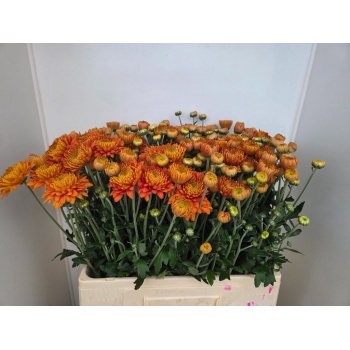 product/img.floraplaza.nl/1749-60-LIVE_fotos-0x109427FF0A506D313BB99BF1FC54E098450BD794.jpg