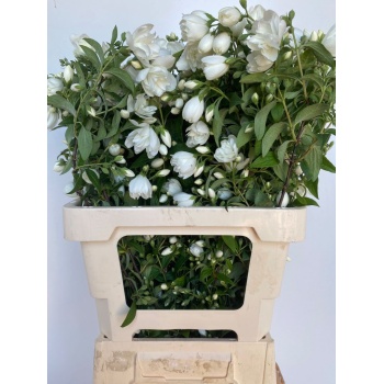 product/img.floraplaza.nl/17505-70-LIVE_fotos-0x9E22B07501F1ED8C669AF8C811A10711A4AE68A3.jpg