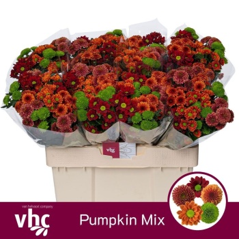 product/img.floraplaza.nl/17684-PUMPKIN10-LIVE_fotos-0xBE7584210C8D3EE731C91357FA156EBAF9868262.jpg