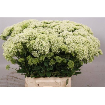 product/img.floraplaza.nl/17788-45-LIVE_fotos-0xE8D63370D72E667A41D4A1FB0FA046A90330AF33.jpg