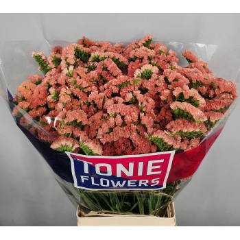 product/img.floraplaza.nl/17888-70-LIVE_fotos-0x3E6D46263B0FF5211753BBE6CC581BD481D3B7F5.jpg