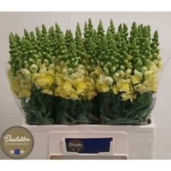 product/img.floraplaza.nl/18064-60-LIVE_fotos-0xA84FF68F7A6EA747803B58360CF03DAB968E4D55.jpg
